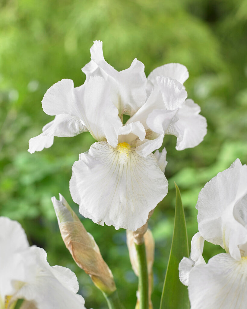 Tysk iris-Iris Germanica Immortality 1-pakning